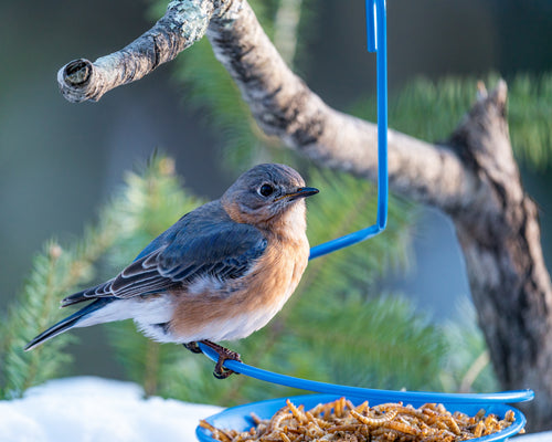 How to Make a DIY Bird Feeder